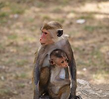 Monkey and baby by Jonathan Dower