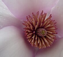 Finding Nemo! - Magnolia Heart - NZ by AndreaEL