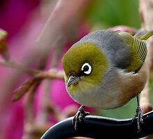 Are you Back again with the camera? - Silvereye - NZ by AndreaEL
