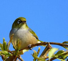 Another glorious day! - Silvereye - NZ - Southland by AndreaEL