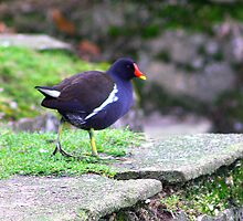 Moorhen by jdmphotography