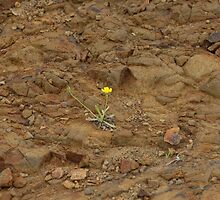 Bloom Survival by Michael Norris