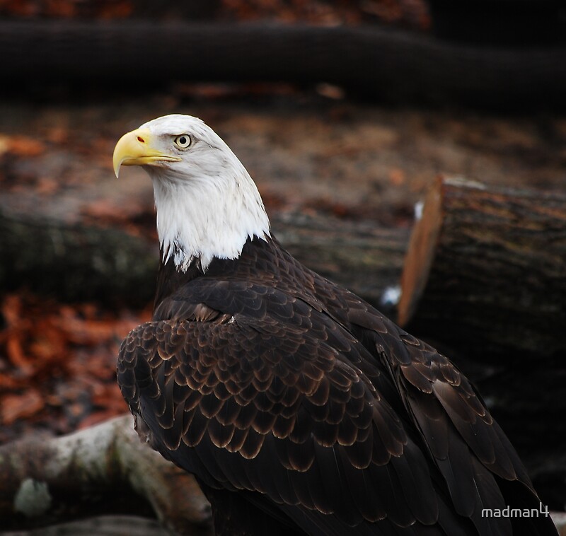 "Majestic Bald Eagle" By Madman4 | Redbubble