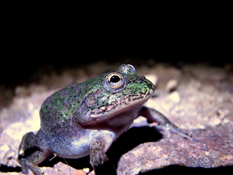 water-holding-frog-by-dave-fleming-redbubble