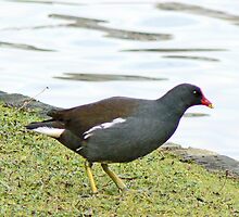 A Moorhen by AARDVARK