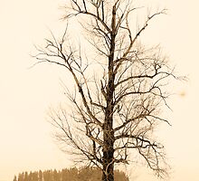 Winter Tree by gresl