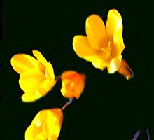 crocus without a background(please read legend) by hilarydougill