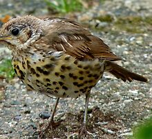 Moment Frozen In Time! - Baby Song Thrush - Southland by AndreaEL