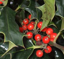 holly berries by amandaroyal71