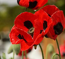 Dancing Poppies by Elaine Harriott