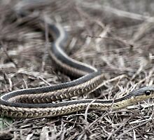 snake 01 by Kittin
