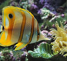 Under the Sea by AlexaMarie