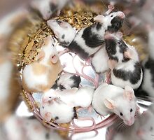 Canned Mice by PDWright
