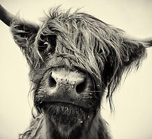 Highland Cow by Paul Alsop
