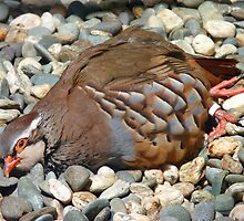 Did You Not See The "Do NOT Disturb Sign?"!! - Partridge - NZ by AndreaEL