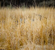 Zebras in the Tall Grass by bertspix