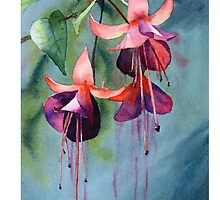 Fuschia Lord Byron by Chrysovalantou