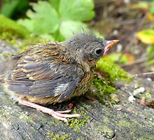I'm A Beautiful Little Ugly.. Dunnock Hedge Sparrow - NZ by AndreaEL