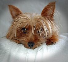 Mans best friend by d300