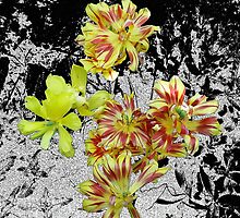 Spent Tulips by Sarah McKoy