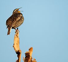 Western Meadowlark - "Sing a Song" by Ryan Houston