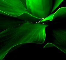 The Aloe wave by Liv Stockley
