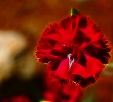 Lonely by Shane Shaw