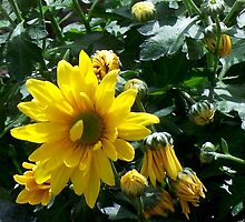 Crazy about my Daisy by Judi Taylor