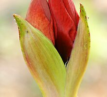 Tootsie's Amaryllis by Bonnie T. Barry