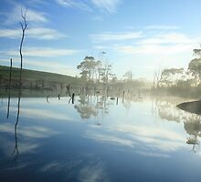 morning at forest by phillip wise