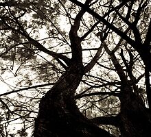 Trees by Chaminda Subasinghe