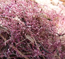 Pink Seaweed by Maryanne Lawrence