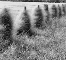 Ephemeral fence by Deborah Milligan