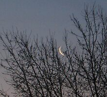 A slice of moon by cspagnola