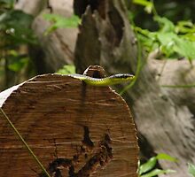 Slither by Scott Cooper