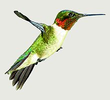 Hummingbird In Flight by Bob Fox