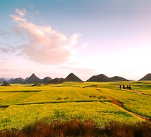Canolas in Luo Ping by danise tang