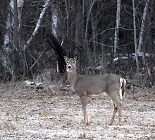 My First Spring Doe by TerriRiver