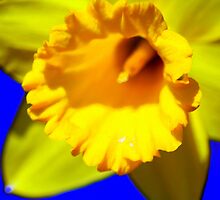 flower 30 by Kittin