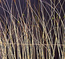 white wicker by SNAPPYDAVE
