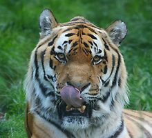 tiger by Jan Prchal