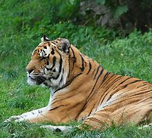 Tiger by Jan Prchal