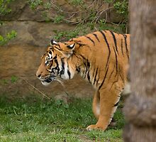 Tiger by Jan Prchal