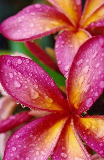 pink frangipani flower