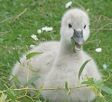 Cygnet's Tea-time by AARDVARK