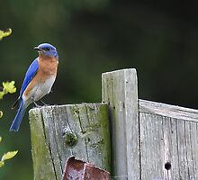 on alert by Benjamin Young