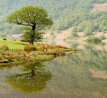 A Lonely Crummock Tree by Steven Lee