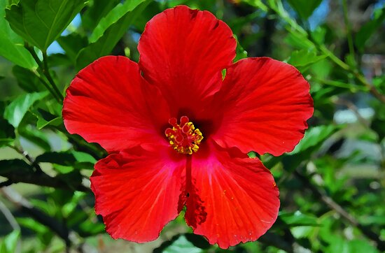 Red Hibiscus Flower by Peter Clements