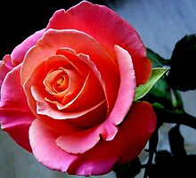 Ephemeral beauty - infinite beauty by bubblehex08