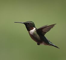 Ruby Throated Hummingbird by Gregg Williams